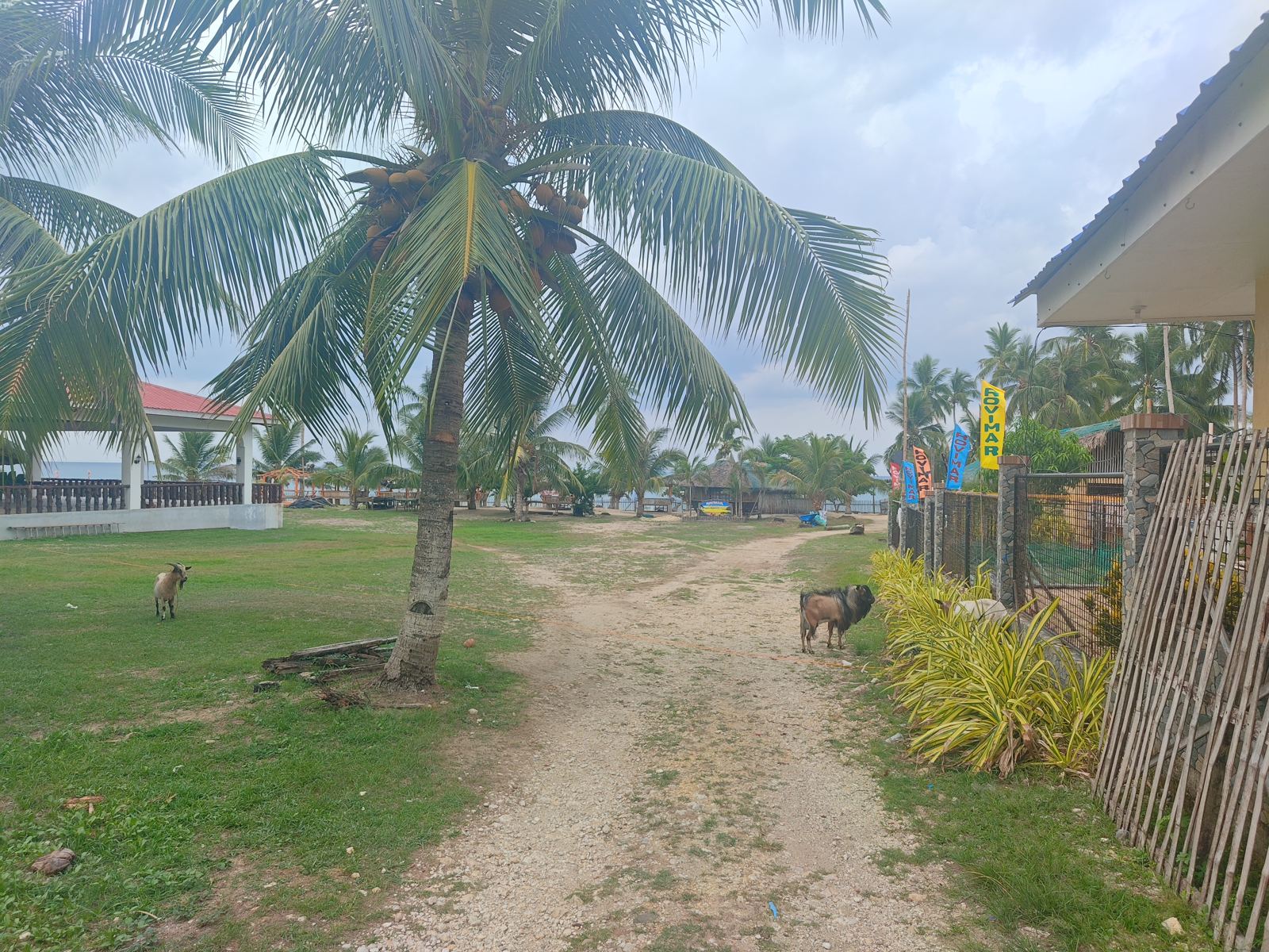 Village path under the palms, Masbate east coast